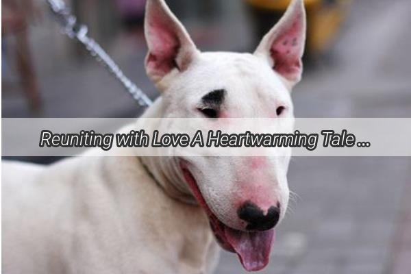 Reuniting with Love A Heartwarming Tale of a Rescued Dogs Journey Back to Its Original Owner